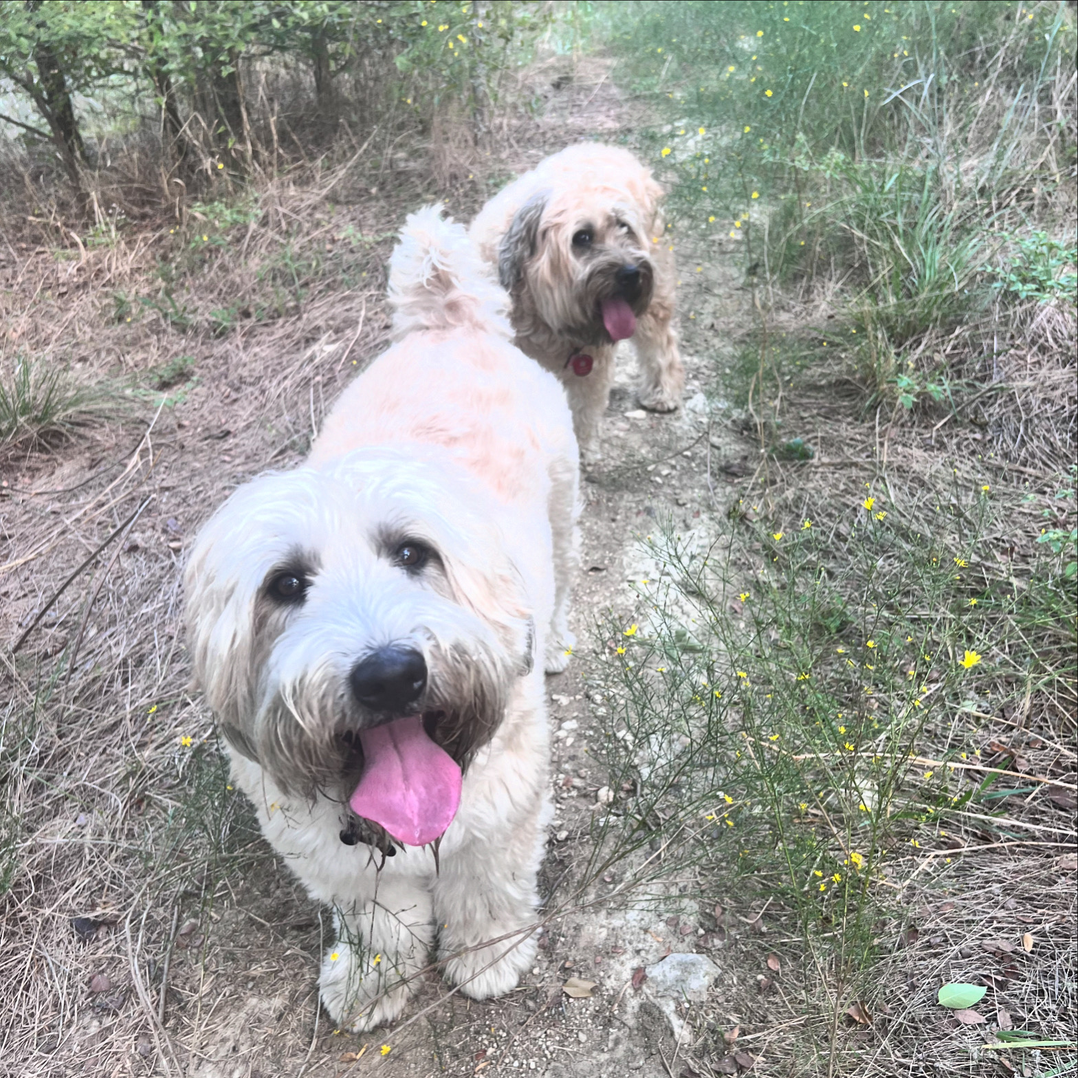 Wrigley & Fergie take to the trails! 🐾🐾