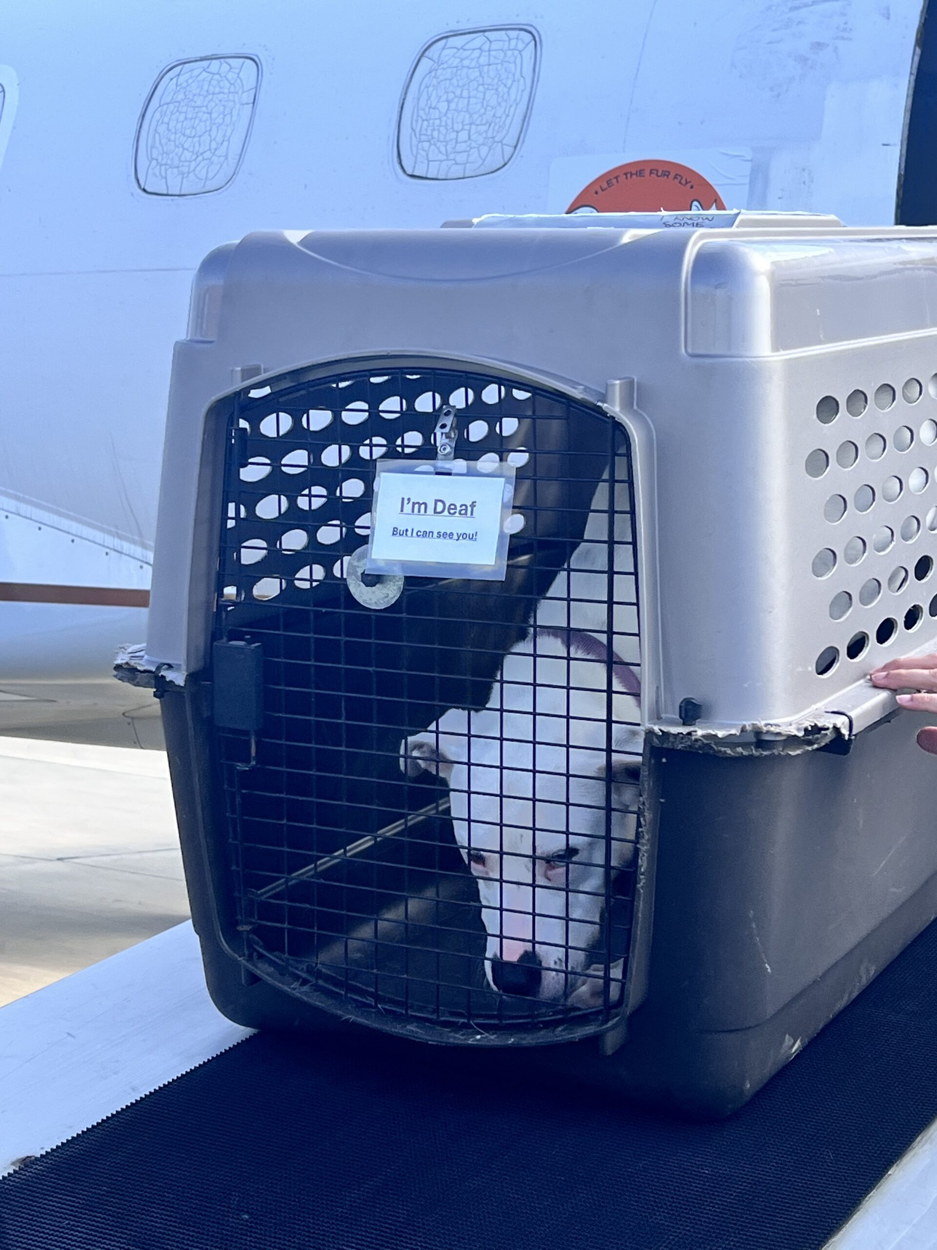 A rescued deaf pup coming off the Wings of Rescue plane 🐾